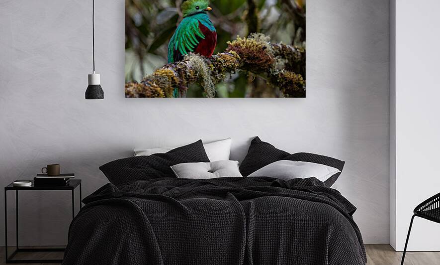 QUETZAL BIRD  IN SAN GERARDO DE DOTA  COSTA RICA  by 506 adventure photography 