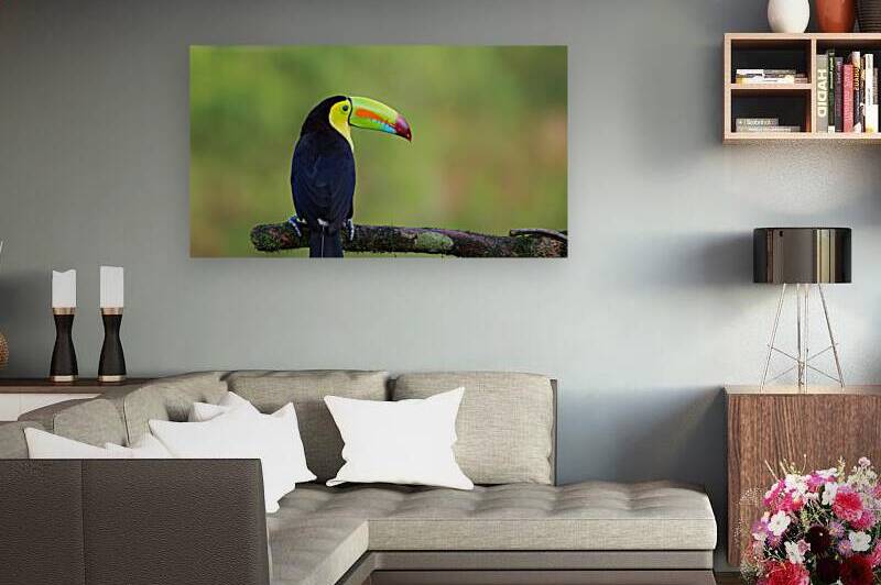  CHESNUT TUCAN  COSTA RICA  by 506 adventure photography 