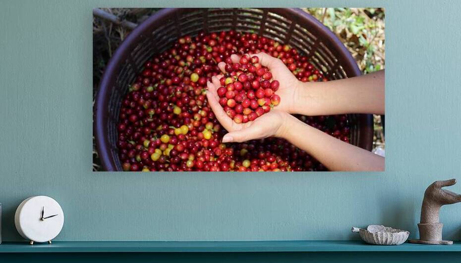 COSTA RICA COFFEE COLLECTORS  by 506 adventure photography 