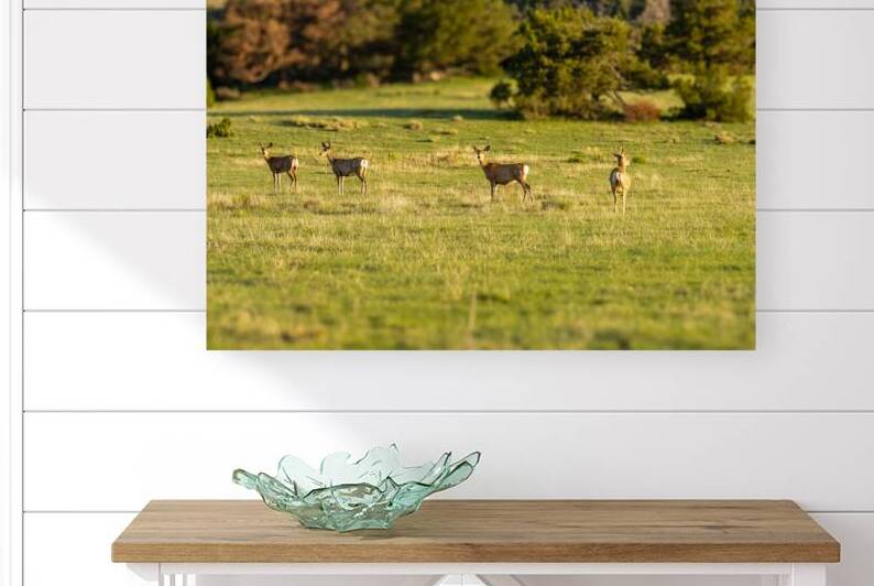 DeerGrasslandWildlifeAntelopeMeadowPastureHerd by 506 adventure photography 