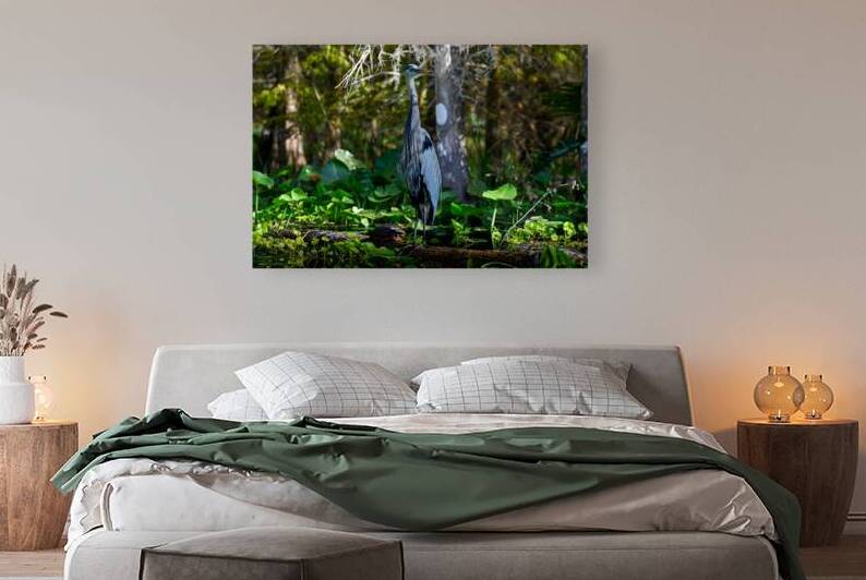  GREAT BLUE HERON SCANNING  SILVER SPRING  FL  by 506 adventure photography 