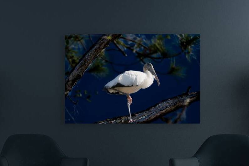 BEAUTIFUL WOODSTORK  PERCHING ON PINE TREE  by 506 adventure photography 