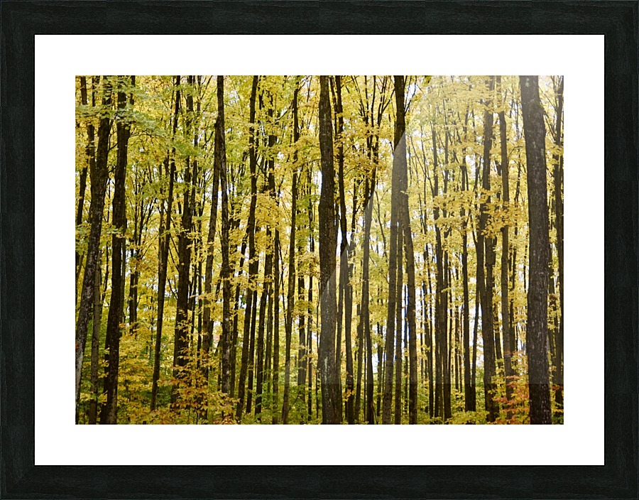 Smith Road Trees Picture Frame print