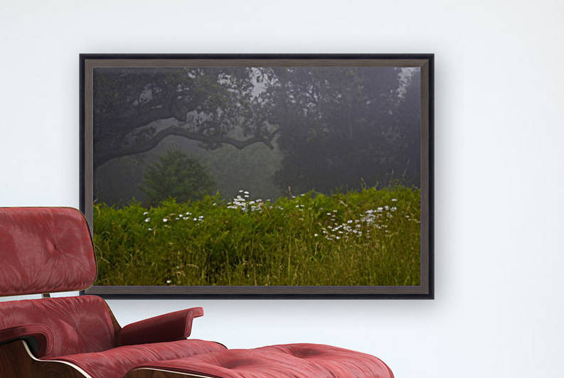 Wildflowers in the Fog by Robin Buckley
