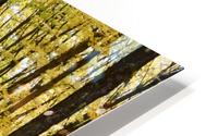 Smith Road Trees HD Metal print