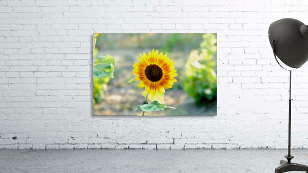 Sunflower Wall Preview