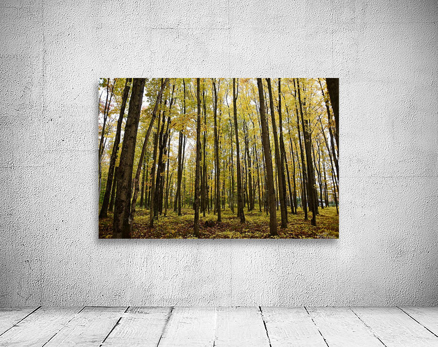 Michigan Trees  Wall Preview