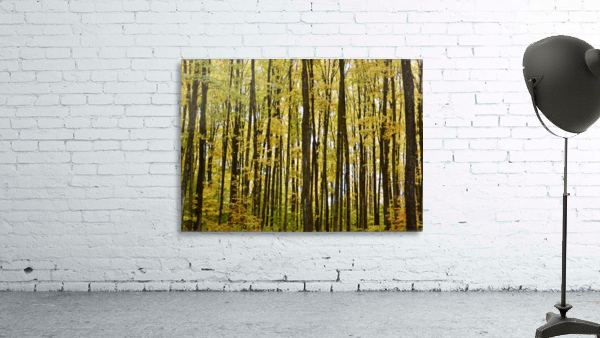 Smith Road Trees Wall Preview