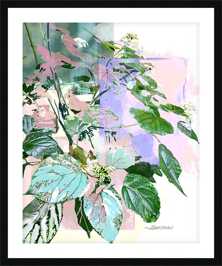 Lace-Cap Hydrangea Picture Frame print