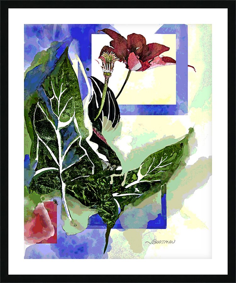 Clematis Niobe Picture Frame print