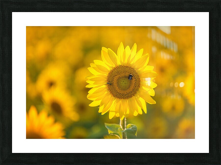 Beebop Picture Frame print