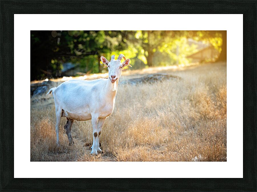 Billy Picture Frame print