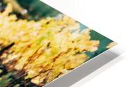 Amber  HD Metal print