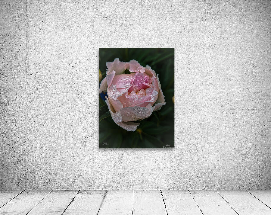 Dewy Rose Wall Preview