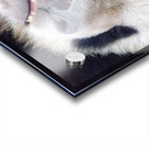 panda Acrylic print