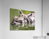 rhino Acrylic Print