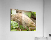 cameleon Acrylic Print