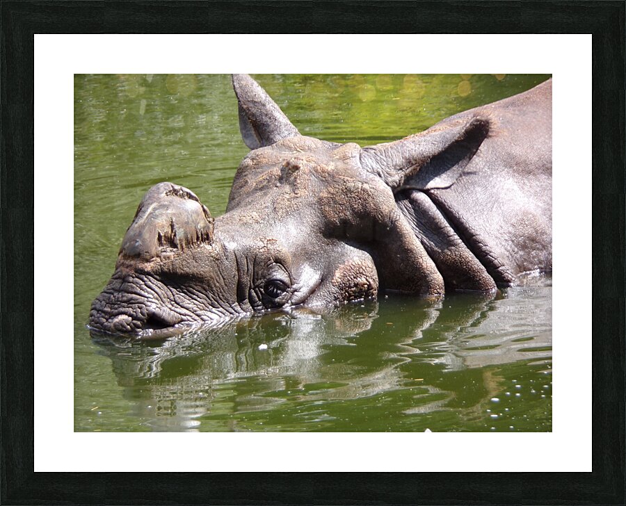 rhino Picture Frame print