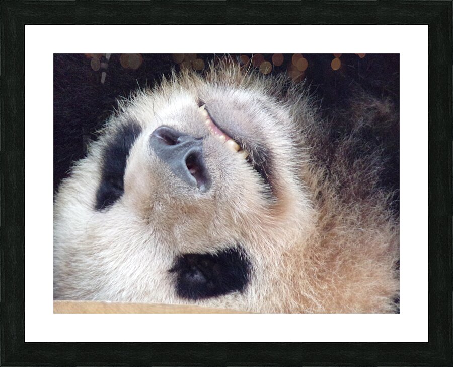 panda Picture Frame print
