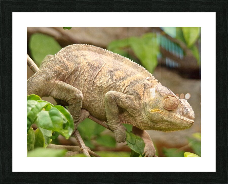 cameleon Picture Frame print
