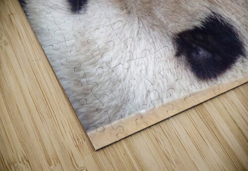 panda Tof puzzle