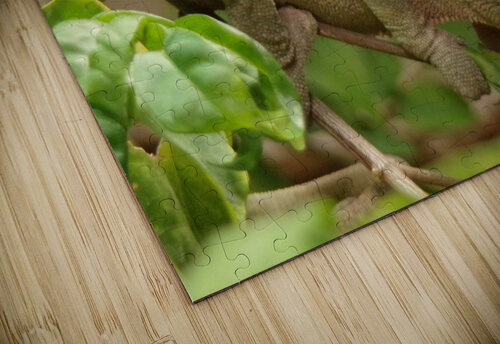 cameleon Tof puzzle