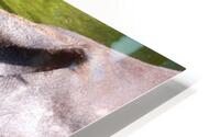 rhino HD Metal print