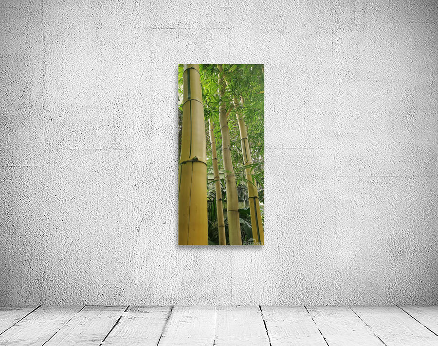 Bambouseraie  Wall Preview