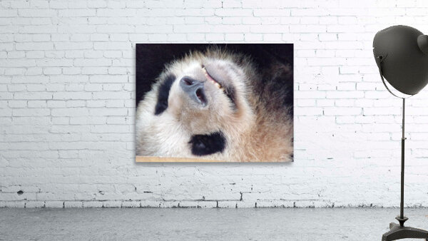 panda Wall Preview