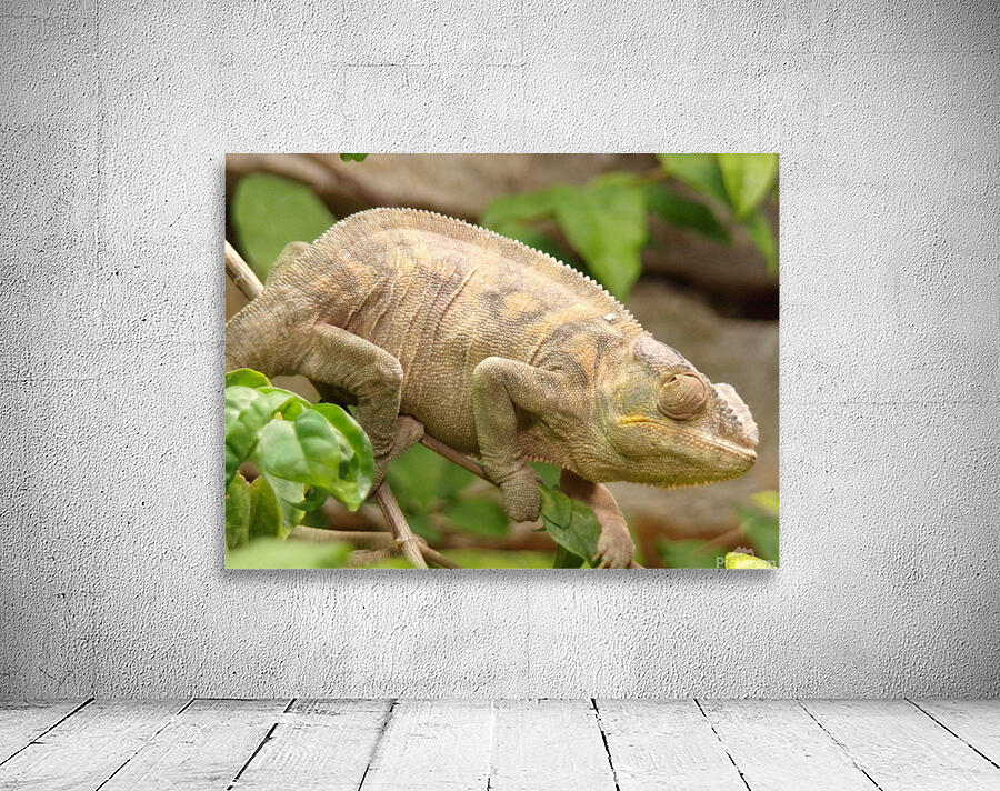 cameleon Wall Preview
