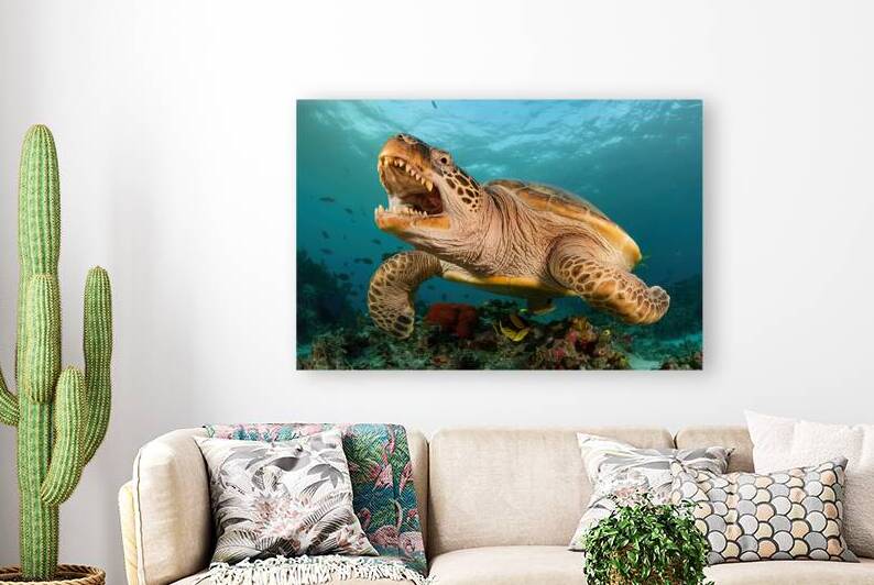 large cayman turtle with open mouth swims under w by Gheorghe Stanescu