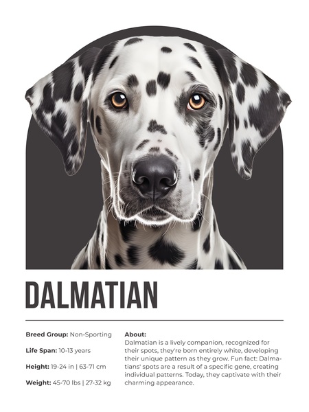 Dalmatian Informative Poster Digital Download