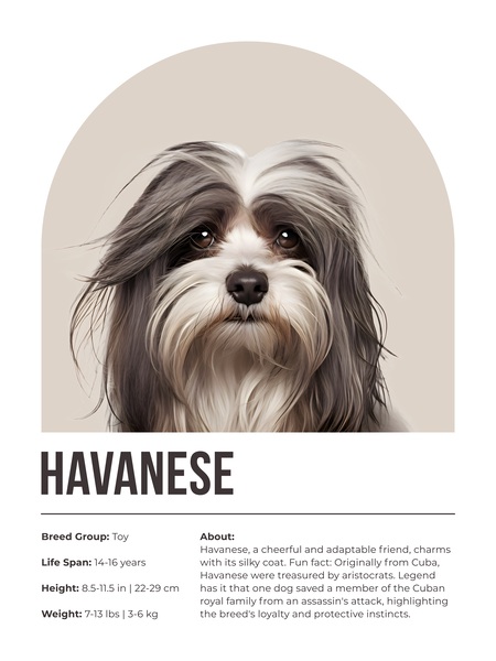 Havanese Informative Poster Digital Download