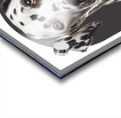Dalmatian Informative Poster Acrylic print