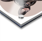 French Bulldog Informative Poster Acrylic print