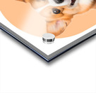 Welsh Corgi Informative Poster Acrylic print