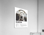 Dalmatian Informative Poster Acrylic Print