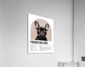 French Bulldog Informative Poster Acrylic Print