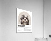 Havanese Informative Poster Acrylic Print