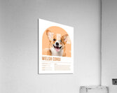 Welsh Corgi Informative Poster Acrylic Print