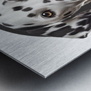 Dalmatian Informative Poster Metal print