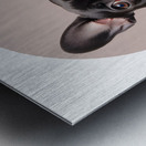 French Bulldog Informative Poster Metal print