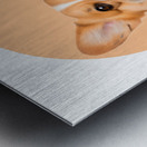 Welsh Corgi Informative Poster Metal print