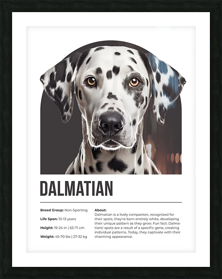 Dalmatian Informative Poster Picture Frame print