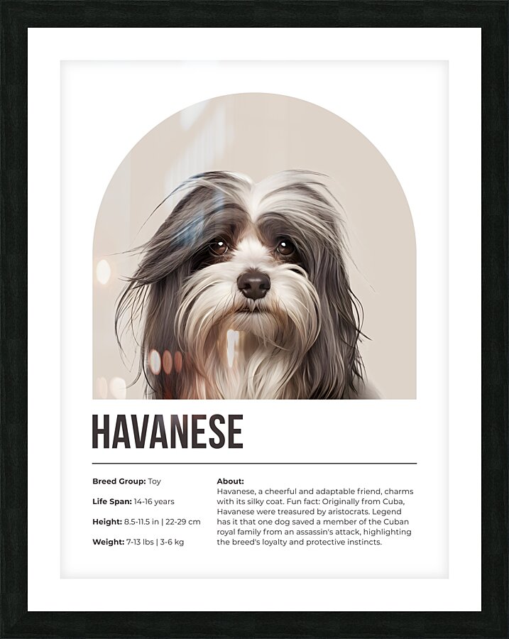 Havanese Informative Poster Picture Frame print