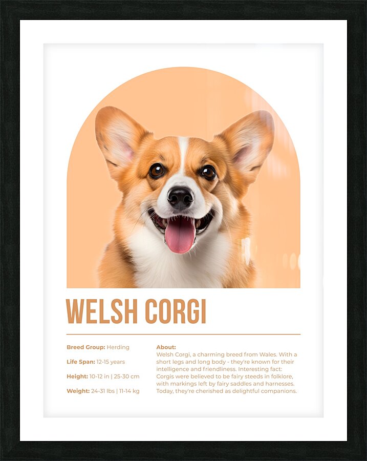 Welsh Corgi Informative Poster Picture Frame print