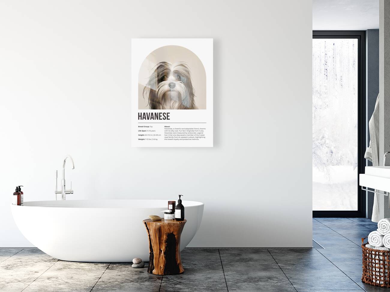 Havanese Informative Poster Reproduction