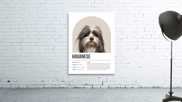 Havanese Informative Poster Wall Preview