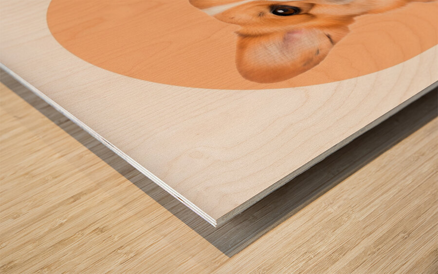 Welsh Corgi Informative Poster Wood print