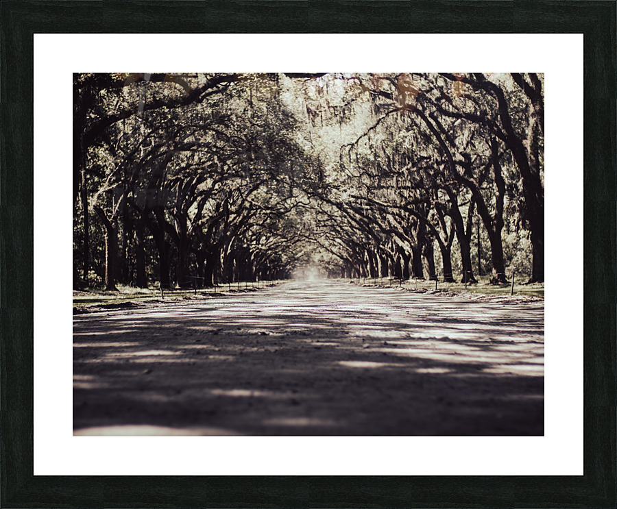 Wormsloe Park Picture Frame print
